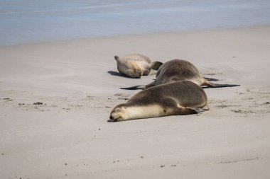 Seal Bay Koruma Parkı, Kanguru Adası, Güney Avustralya 'da Avustralya kürk foku.
