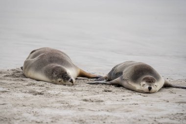 Seal Bay Koruma Parkı, Kanguru Adası, Güney Avustralya 'da Avustralya kürk foku.