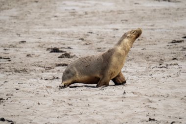 Seal Bay Koruma Parkı, Kanguru Adası, Güney Avustralya 'da Avustralya kürk foku.