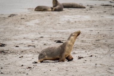Seal Bay Koruma Parkı, Kanguru Adası, Güney Avustralya 'da Avustralya kürk foku.
