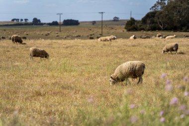 Koyunlar tarlada otluyor. Schank Dağı, Güney Avustralya.