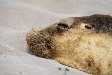 Seal Bay Koruma Parkı, Kanguru Adası, Güney Avustralya 'da Avustralya kürk foku.