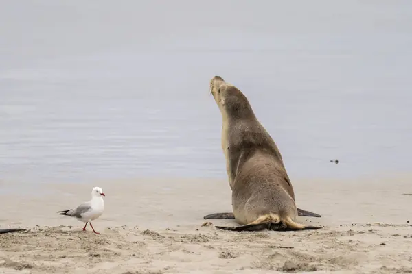 Seal Bay Koruma Parkı, Kanguru Adası, Güney Avustralya 'da Avustralya kürk foku.