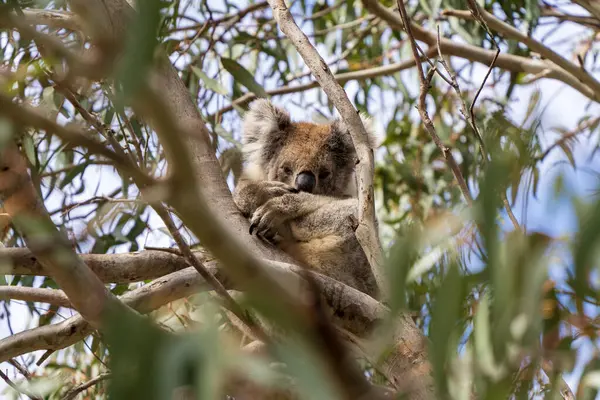 stock image Wild koala on the tree. Little Sahara, Kangaroo Island, South Australia.