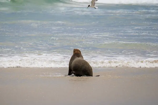 Seal Bay Koruma Parkı, Kanguru Adası, Güney Avustralya 'da Avustralya kürk foku.