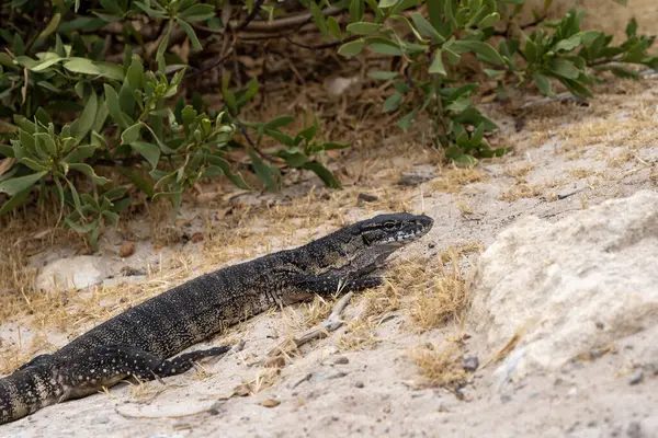 stock image Wild goanna on Kangaroo Island, South Australia