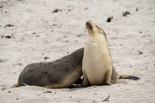 Seal Bay Koruma Parkı, Kanguru Adası, Güney Avustralya 'da Avustralya kürk foku.