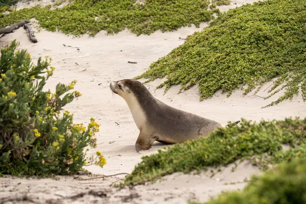 Seal Bay Koruma Parkı, Kanguru Adası, Güney Avustralya 'da Avustralya kürk foku.