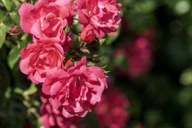 Bahçedeki güllere yaklaş..