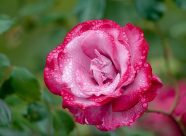 Bahçedeki bir gülü yakından çek..