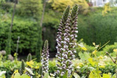 Umpherston Subatanı, Gambier Dağı, Güney Avustralya 'da ayıların pantolonu çiçek açıyor..