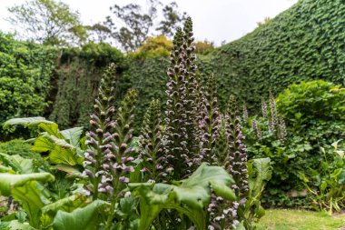 Umpherston Subatanı, Gambier Dağı, Güney Avustralya 'da ayıların pantolonu çiçek açıyor..