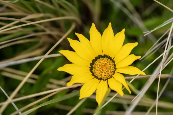 stock image Closeup of a wild treasure flower.