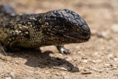 Closeup of a bobtail lizard. clipart