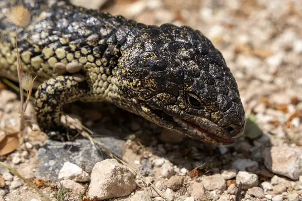 stock image Closeup of a bobtail lizard.