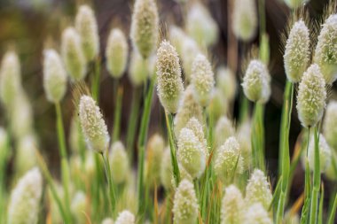 Tavşan kuyruğu çimlerine yakın çekim.