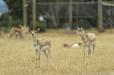 Güney Avustralya, Monarto Safari Parkı 'nda Blackbucks.