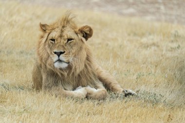 Lion at Monarto Safari Park, South Australia. clipart