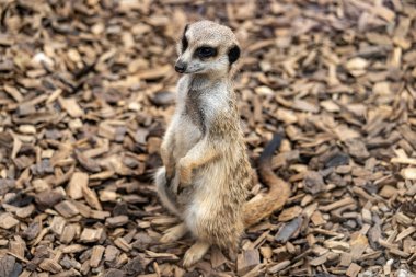 Güney Avustralya, Monarto Safari Parkı 'ndaki Meerkat..