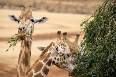 Giraffe feeding at Monarto Safari Park, South Australia. clipart