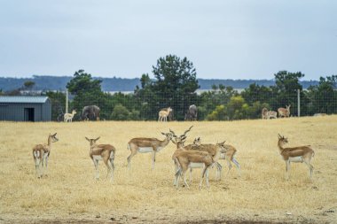 Blackbucks at Monarto Safari Park, South Australia. clipart