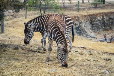 Zebra at Monarto Safari Park, South Australia. clipart