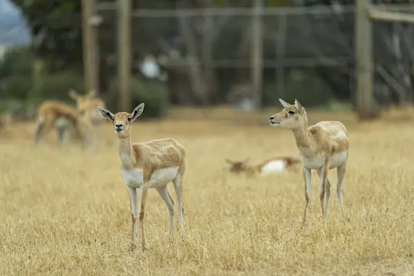 stock image Blackbucks at Monarto Safari Park, South Australia.