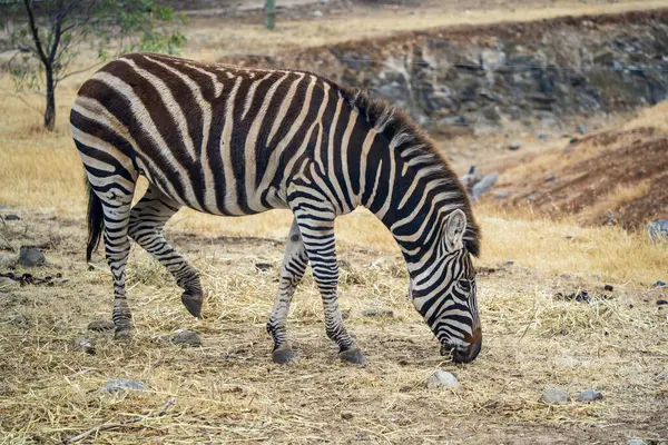 stock image Zebra at Monarto Safari Park, South Australia.