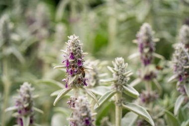 Yünlü çalı çiçeğinin üzerindeki arıya yaklaş..