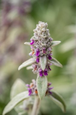 Yünlü hedgenettle çiçeğinin kapanışı.