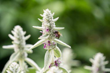 Yünlü çalı çiçeğinin üzerindeki arıya yaklaş..