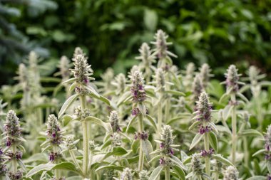 Yünlü hedgenettle çiçeğinin kapanışı.