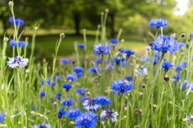 Bahçede açan mavi çiçek..