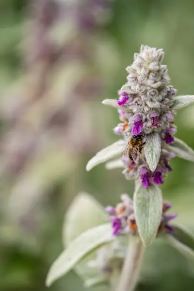 stock image Closeup of a bee on woolly hedgenettle flower.