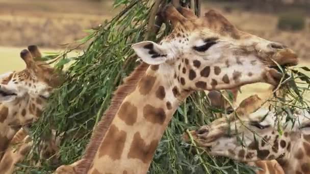 Τροφή Καμηλοπάρδαλης Στο Πάρκο Monarto Safari Νότια Αυστραλία — Αρχείο Βίντεο