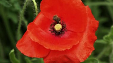 Haşhaş çiçeğinin üzerindeki arıya yakın çekim.