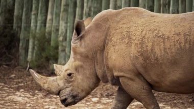Güney Avustralya 'daki Monarto Safari Parkı' nda beyaz gergedan.
