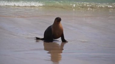 Seal Bay Koruma Parkı, Kanguru Adası, Güney Avustralya 'da Avustralya kürk foku.