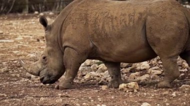 Güney Avustralya 'daki Monarto Safari Parkı' nda beyaz gergedan.