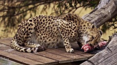 Güney Avustralya 'daki Monarto Safari Parkı' nda çita besleniyor.