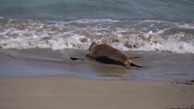 Seal Bay Koruma Parkı, Kanguru Adası, Güney Avustralya 'da Avustralya kürk foku.