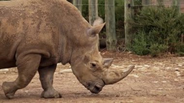 Güney Avustralya 'daki Monarto Safari Parkı' nda beyaz gergedan.