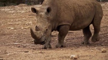 Güney Avustralya 'daki Monarto Safari Parkı' nda beyaz gergedan.