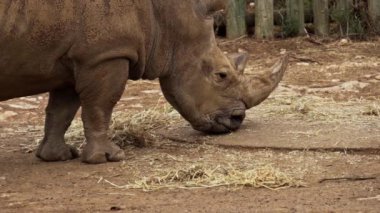 Güney Avustralya 'daki Monarto Safari Parkı' nda beyaz gergedan.