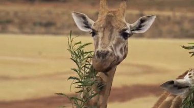 Güney Avustralya 'daki Monarto Safari Parkı' nda beslenen zürafa..