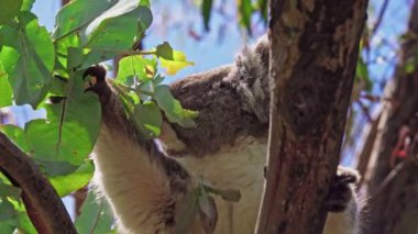 Koala vahşi doğada yaprak yiyor. Hanson Körfezi, Kanguru Adası, Güney Avustralya.