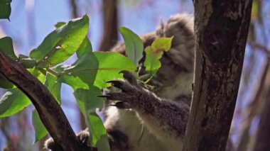 Koala vahşi doğada yaprak yiyor. Hanson Körfezi, Kanguru Adası, Güney Avustralya.
