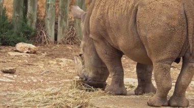 Güney Avustralya 'daki Monarto Safari Parkı' nda beyaz gergedan.