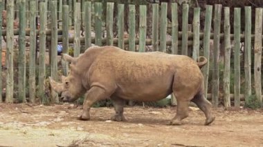 Güney Avustralya 'daki Monarto Safari Parkı' nda beyaz gergedan.