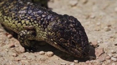 Yerden yemek yiyen kısa kuyruklu bir kertenkelenin yakın çekimi..